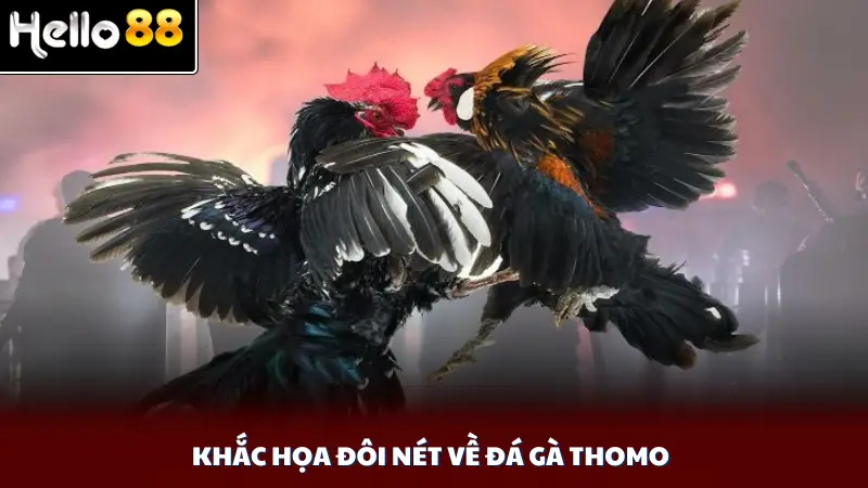 Khắc họa đôi nét về đá gà Thomo